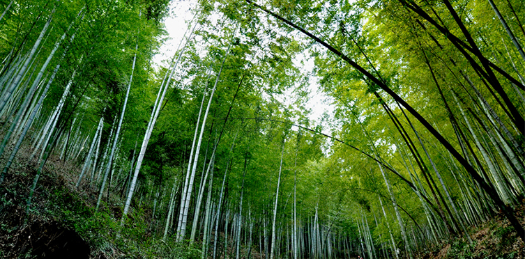 南山竹海/吴越第一峰/鸡鸣古村/熊猫馆一日